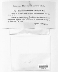 Encoelia furfuracea image